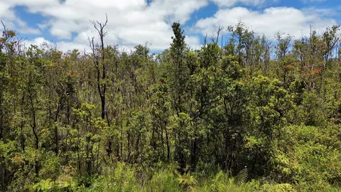 Omeka Rd, Volcano, HI 96785