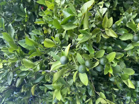 Kealakaa Street, Kailua Kona, HI 96740
