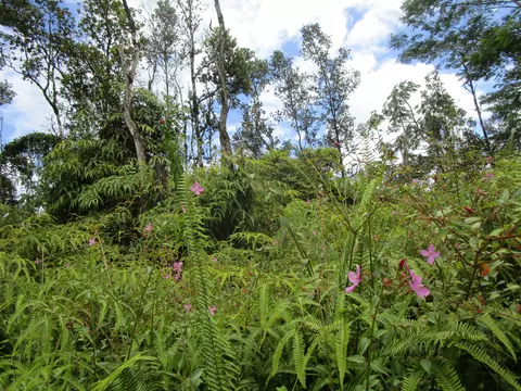 Lehua Rd, Pahoa, HI 96778