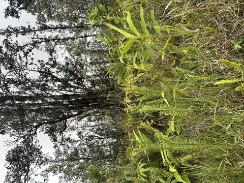 Road 4, Volcano, HI 96785