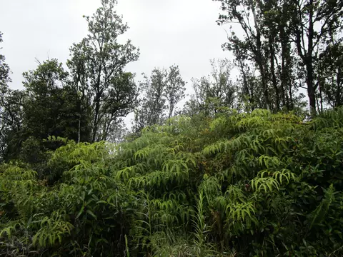 Ala Naulani, Volcano, HI 96785