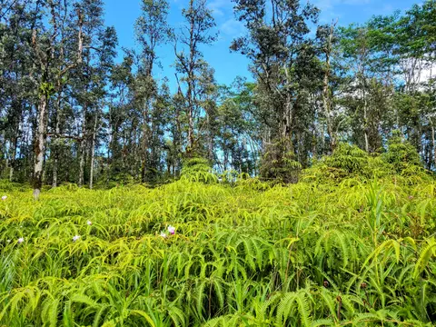 Kehau Rd, Pahoa, HI 96778