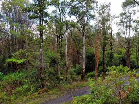 Road 9, Volcano, HI 96785