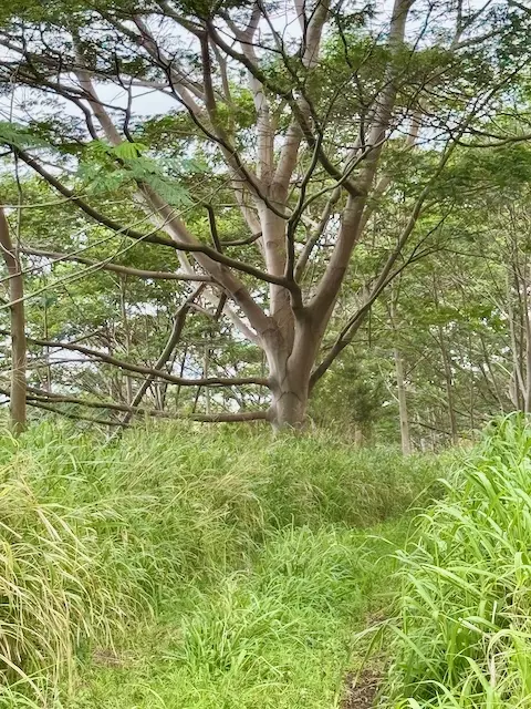 Meyer Rd, Pahala, HI 96777 photo 12