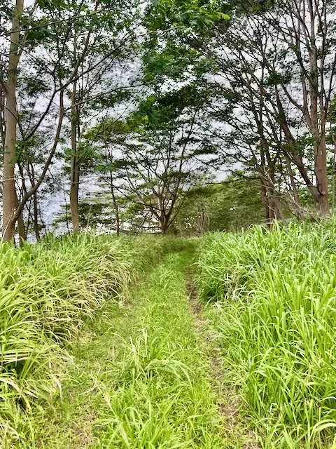 Meyer Rd, Pahala, HI 96777 photo 11