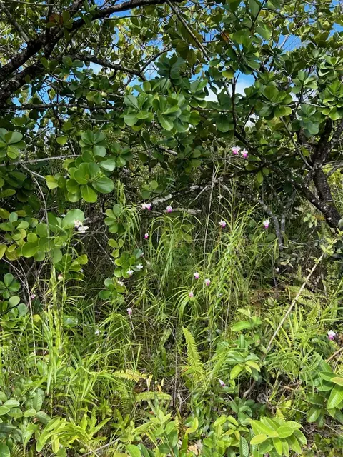 Plumeria Rd, Pahoa, HI 96778
