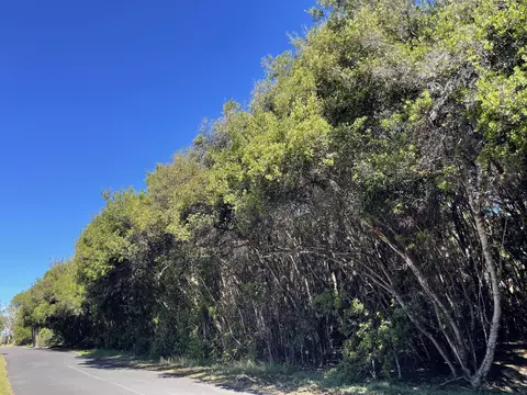 99-7718 W Kaohelo Pl, Volcano, HI 96785