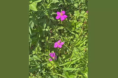 Undisclosed, Pahoa, HI 96778