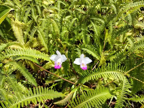 Lahaina Rd, Pahoa, HI 96778