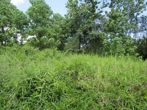 Kupulau Rd, Hilo, HI 96720