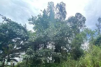 Plumeria Dr, Pahoa, HI 96778