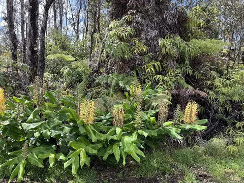Mokuna St, Volcano, HI 96785