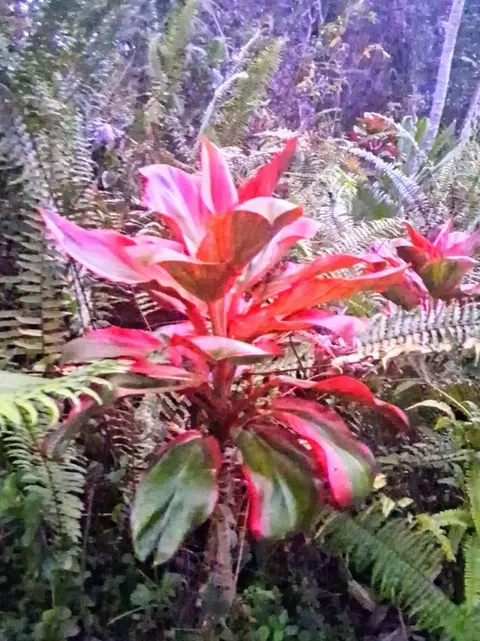 14-3379 Pakalana Rd, Pahoa, HI 96778