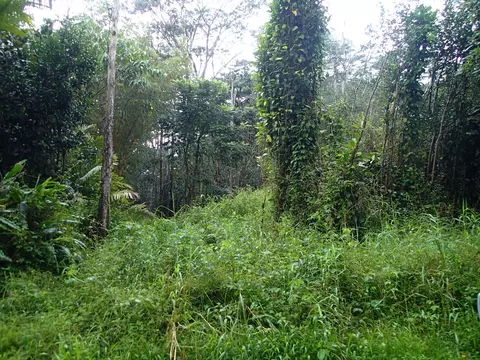 Alii Rd, Pahoa, HI 96778
