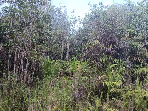 Road 3, Mountain View, HI 96760