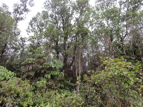 Road 1, Mountain View, HI 96760