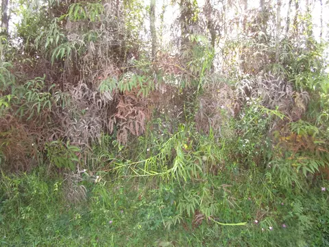 Kahoolawe Rd, Pahoa, HI 96778