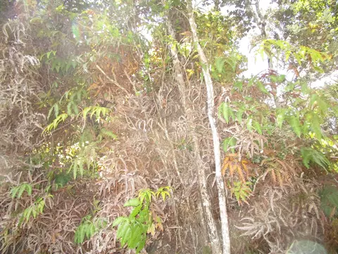 Nahelenani St, Volcano, HI 96785