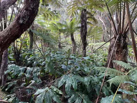2 Nd St, Volcano, HI 96785 photo 15