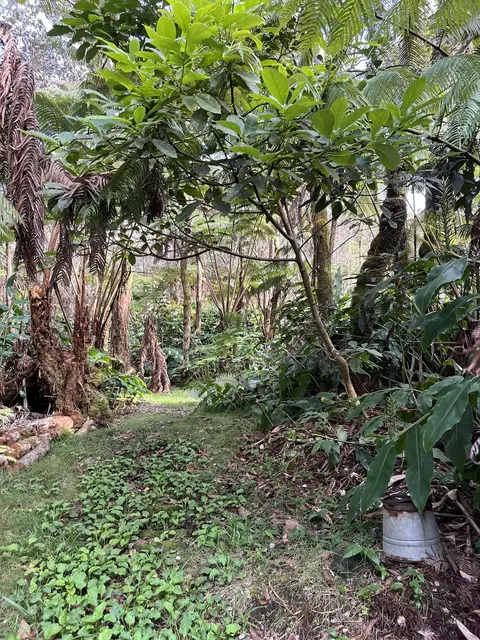 2 Nd St, Volcano, HI 96785 photo 18