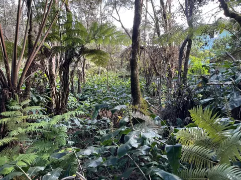 2 Nd St, Volcano, HI 96785 photo 16