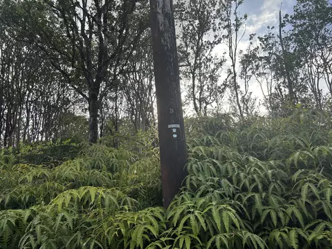 Mailenani Rd, Volcano, HI 96785 photo 4