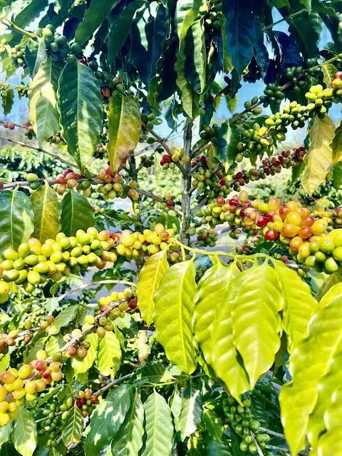 Road 4, Mountain View, HI 96760