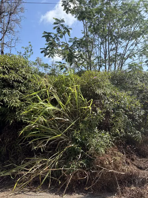 Aloha Dr, Kurtistown, HI 96760