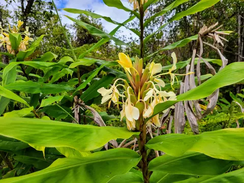 Kaulana Rd, Volcano, HI 96785