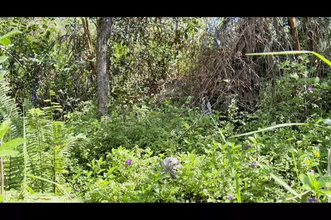 18 Th Ave, Keaau, HI 96749