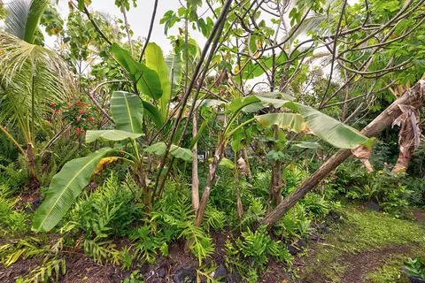 mapuana ave LOT 155, Pahoa, HI 96778 photo 20