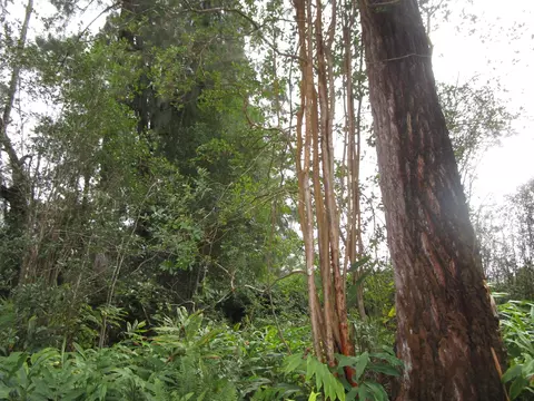 18-4101 Hulu St, Volcano, HI 96785