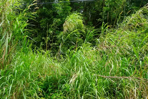 Kapiolani St, Pahoa, HI 96778