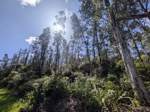 Aulii St, Kurtistown, HI 96760