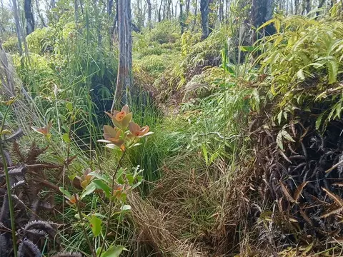 Other - Undisclosed, Volcano, HI 96785 photo 7 of 7