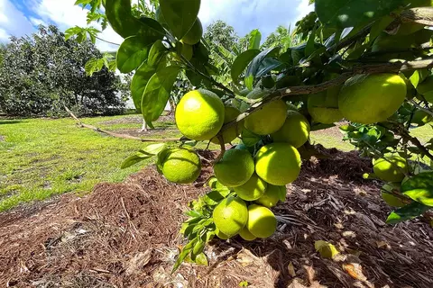 Mapuana Ave, Pahoa, HI 96778 photo 9