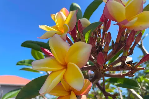 Mapuana Ave, Pahoa, HI 96778 photo 18