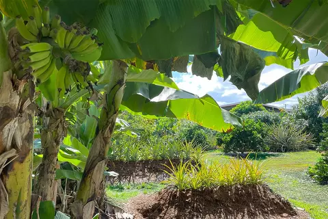 Mapuana Ave, Pahoa, HI 96778 photo 6