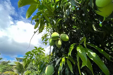 Mapuana Ave, Pahoa, HI 96778 photo 11