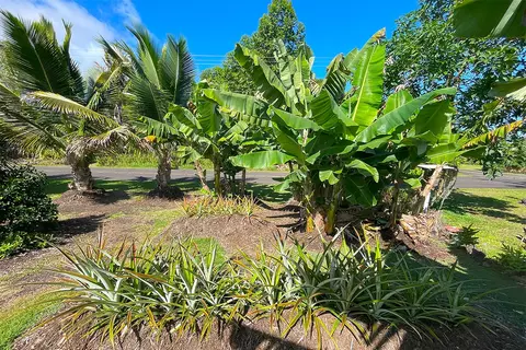 Mapuana Ave, Pahoa, HI 96778 photo 16