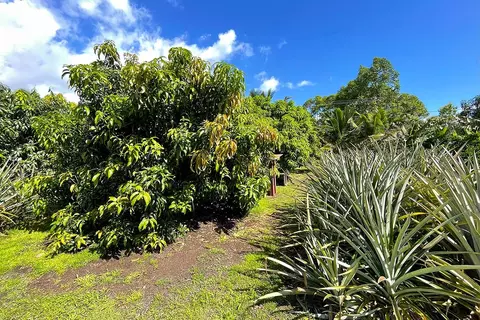 Mapuana Ave, Pahoa, HI 96778 photo 17