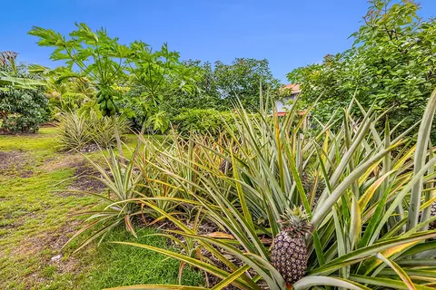 Mapuana Ave, Pahoa, HI 96778 photo 9