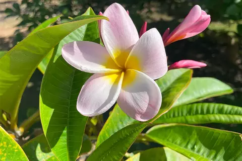 Mapuana Ave, Pahoa, HI 96778 photo 22
