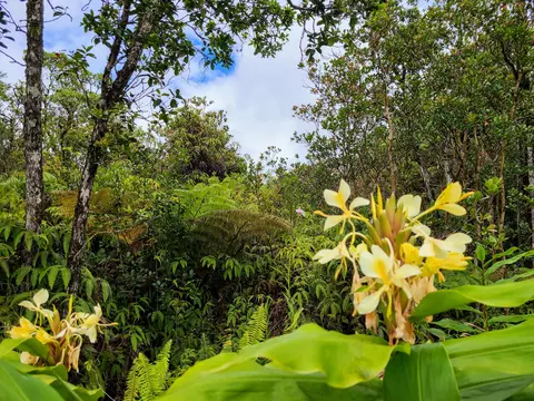 Road 7, Volcano, HI 96785