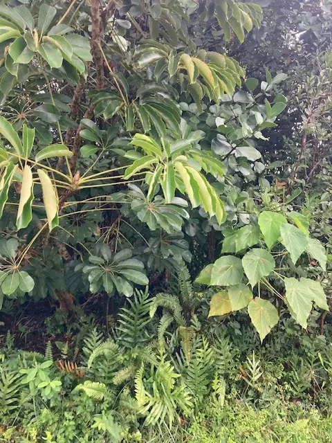 Kaku St, Pahoa, HI 96778