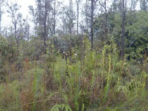 Road 4, Kurtistown, HI 96760