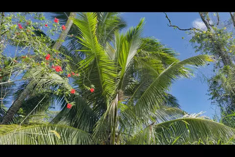 Ina St, Pahoa, HI 96778