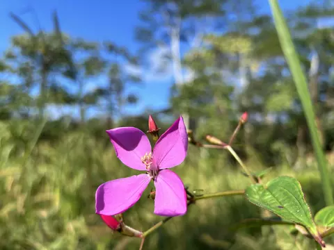 Kahoolawe Rd, Pahoa, HI 96778
