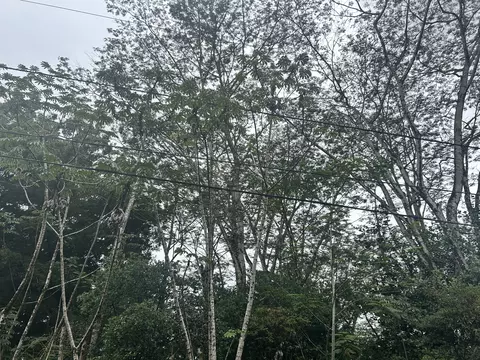 Ginger Rd, Pahoa, HI 96778