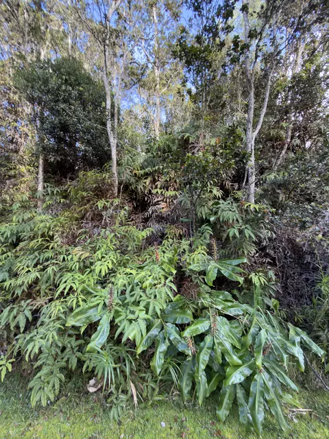 3 Rd St, Volcano, HI 96785 photo 4